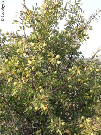autumn eco tour wild pears